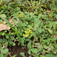 Pycnospora lutescens (Poir.) Schindl.